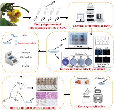 Active fractions of golden-flowered tea (Camellia nitidissima Chi) inhibit epidermal growth factor receptor mutated non-small cell lung cancer via multiple pathways and targets in vitro and in vivo